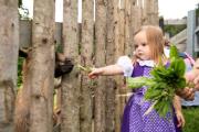 Kleines Mädchen füttert eine Ziege mit Gras